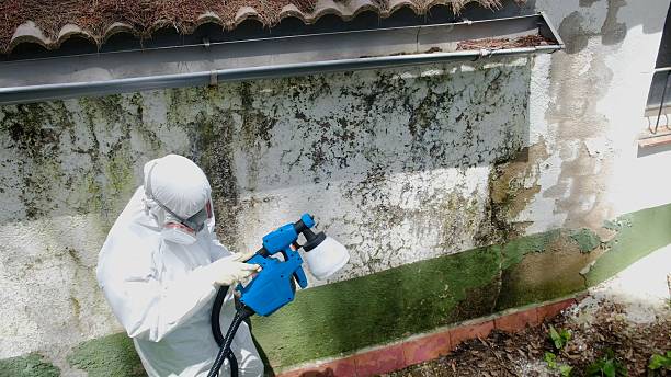 Top rated local Mold Inspection And Testing specialists in Franklin, TX